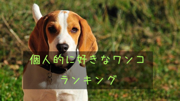 個人的に好きなワンコ 犬種 ランキング5選 自由帳の女神